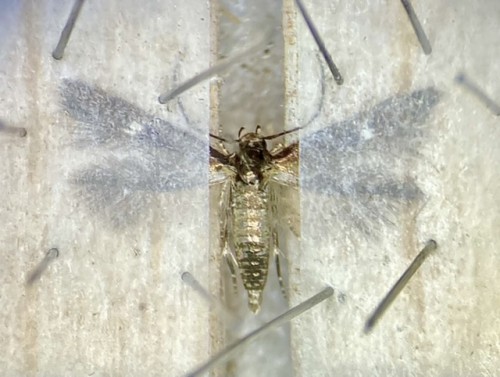 Mompha langiella<br />29 IV 2020, Warszawa, EC09