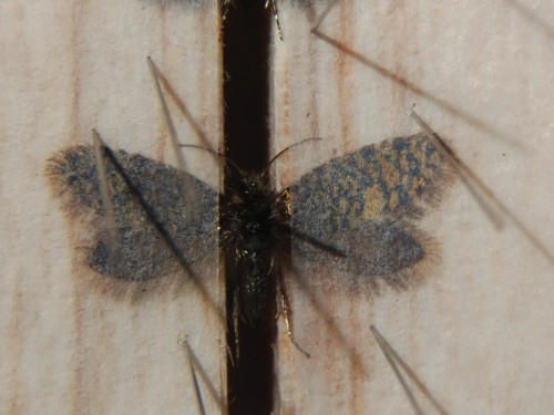 Eriocrania sparrmannella.jpg