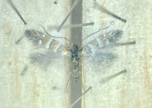 Phyllonorycter froelichiella<br />10 V 2021, Warszawa, EC09