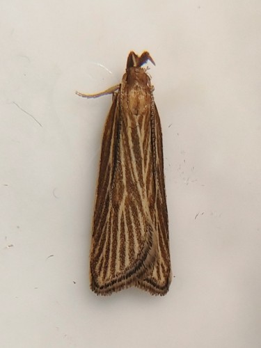 Helcystogramma albinervis.jpg