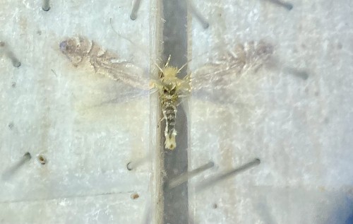 Phyllonorycter quercifoliella<br />27 V 2021, Pojezierce, DE37