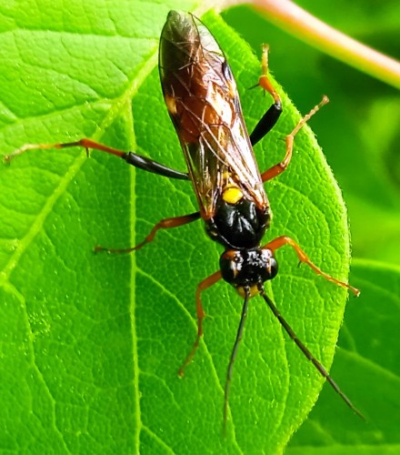 Tenthredopsis scutellaris.jpg