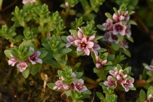 mlecznik nadmorski Lysimachia maritima