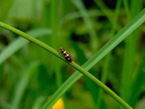 Micropterix aureatella.jpg