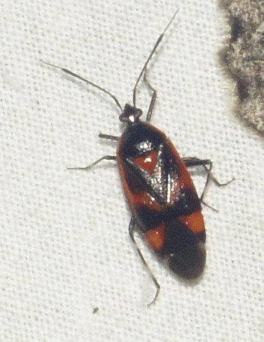 Deraeocoris trifasciatus.jpg