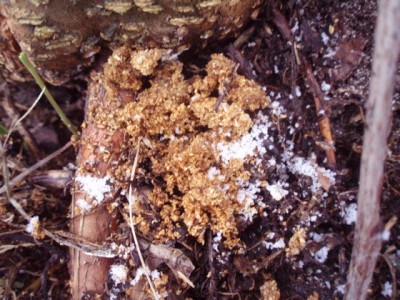 przy zasiedlonych pędach są widoczne jasne trocinki. Po ilości i barwie można określić wiek żerującej gąsienicy.