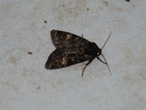 Apamea rubrirena.jpg