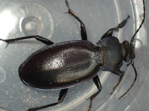 carabus2.jpg