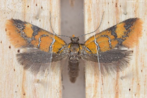 Promalactis procerella ([Denis &amp; Schiffermüller], 1775)