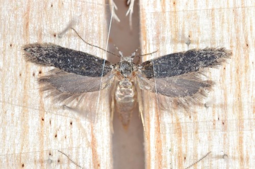 Carpatolechia fugitivella (Zeller, 1839), samica