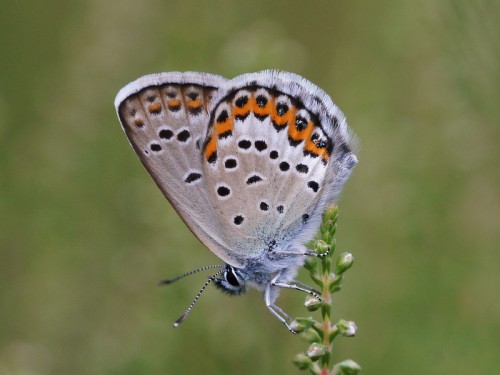 Plebejus idas.JPG