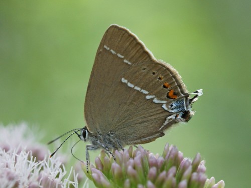 Satyrium spini.JPG