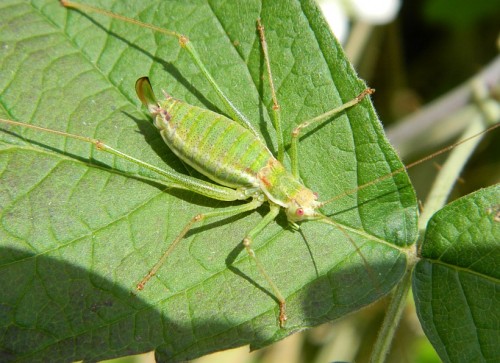 l.albovittata.JPG