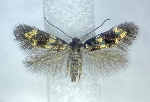 Elachista gleichenella<br />8 VII 2021, Bieszczady