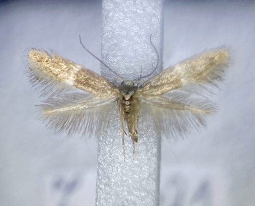 Elachista adscitella <br />7 VII 2021, Bieszczady