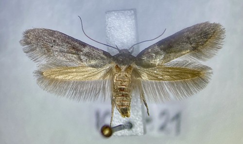 Blastobasis glandulella<br />10 VII 2021, Bieszczady