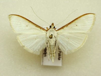 Palpita vitrealis.jpg