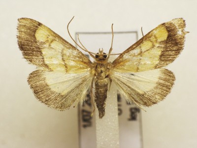 Evergestis limbata.jpg