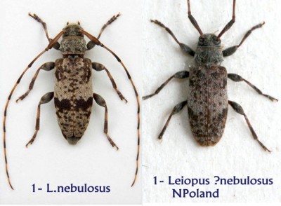 leiopus_cf_nebulosus_nsp.jpg