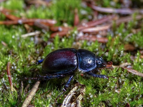 Anoplotrupes stercorosus.jpg