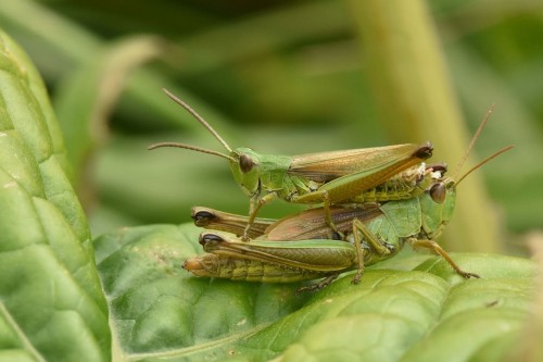 Konik długopokładełkowy Pseudochorthippus montanus