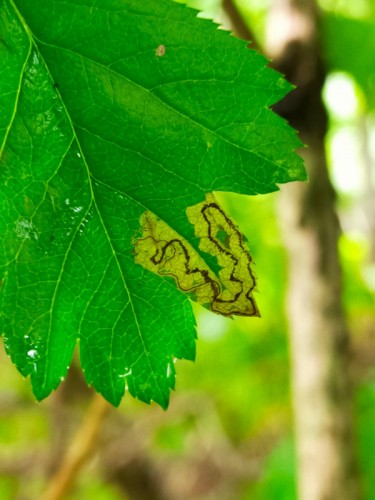 Stigmella hybnerella.jpg