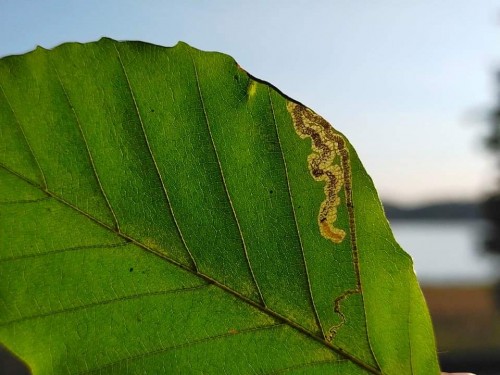 Stigmella hemargyrella<br />10 IX 2021