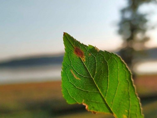 Stigmella prunetorum<br />10 IX 2021