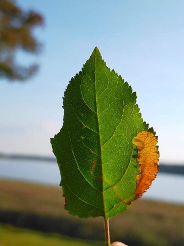 Lyonetia prunifoliella<br />10 IX 2021