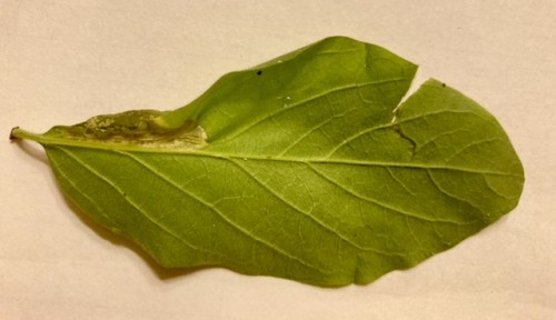 Phyllonorycter emberizaepennella<br />11 IX 2021