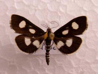 Anania funebris. Podgórki Tynieckie 2006r.