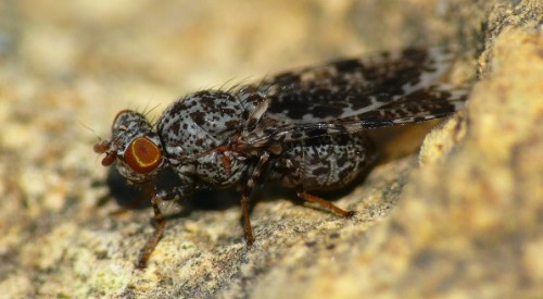 3 10 GEOSfera Jaworzno peacock.JPG