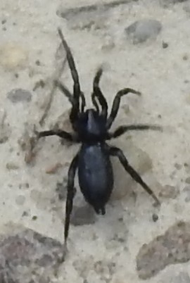 Gnaphosidae. 20.05.2021, gmina Baborów