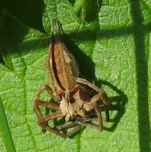 Pisaura mirabilis. 20.05.2021, gmina Baborów