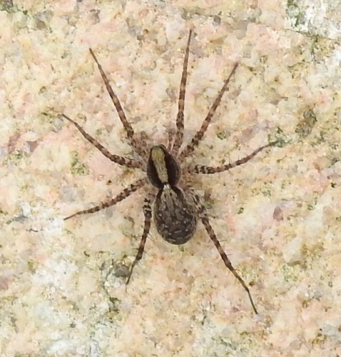 Lycosidae. Pardosa sp.? 20.05.2021, gmina Baborów