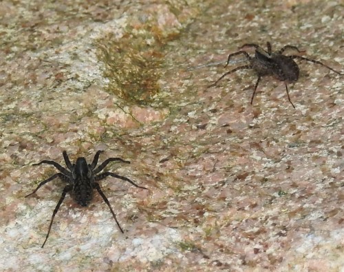 Lycosidae. Pardosa sp.? 20.05.2021, gmina Baborów