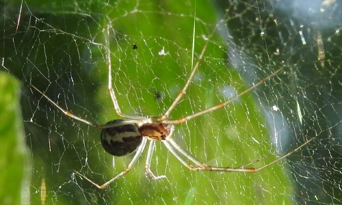 Linyphiidae. Linyphia sp.? 25.08.2021, gmina Baborów