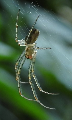 Metellina sp.? 25.08.2021, gmina Baborów