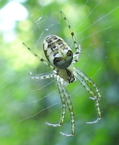 Metellina sp.? 25.08.2021, gmina Baborów