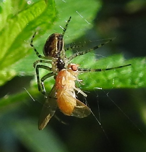 Metellina sp.? 25.08.2021, gmina Baborów