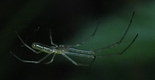 Tetragnatha sp. 25.08.2021, gmina Baborów