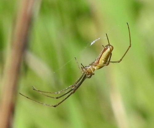 Tetragnatha sp. 25.08.2021, gmina Baborów