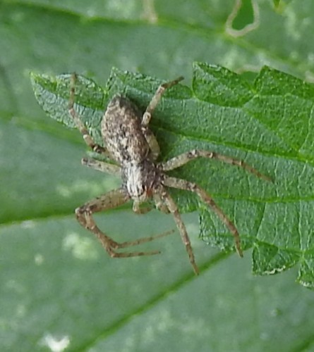 Philodromus sp. 25.08.2021, gmina Baborów