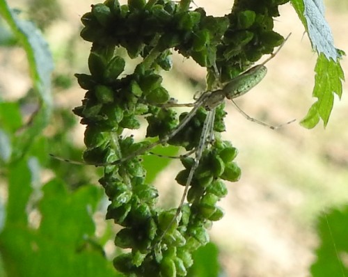 Tetragnatha sp. 25.08.2021, gmina Baborów