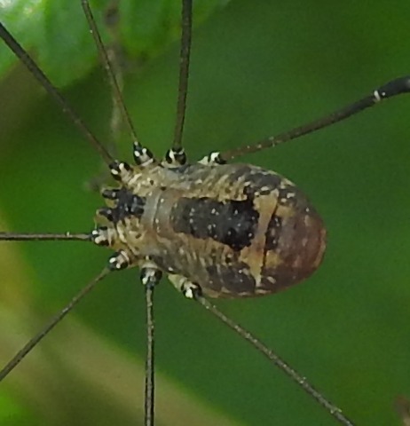 Leiobunum rotundum? 25.08.2021, gmina Baborów