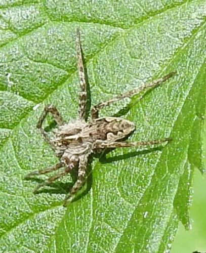 Pisaura mirabilis. 25.08.2021, gmina Baborów