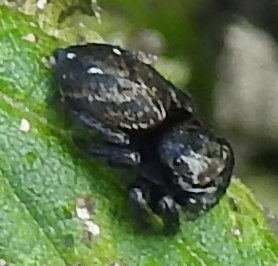 Heliophanus sp.? 25.08.2021, gmina Baborów