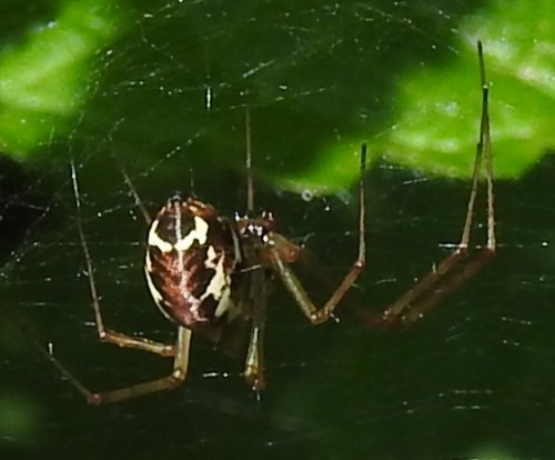 Linyphiidae? 25.08.2021, gmina Baborów