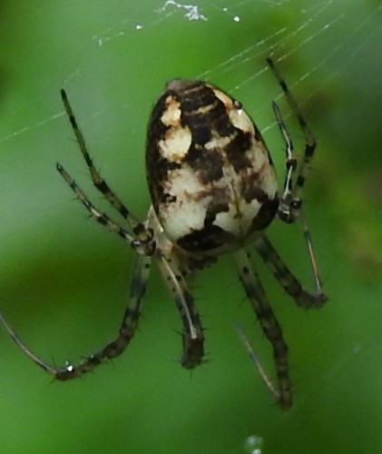 Metellina sp.? 16.09.2021, gmina Baborów