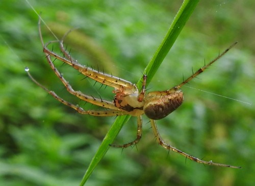 Tetragnathidae? 16.09.2021, gmina Baborów